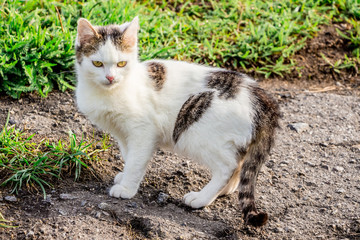 Naklejka na ściany i meble White spotted cat near green grass in the summer_