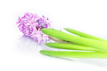 Obraz premium stylish, beautiful flowers on a white background