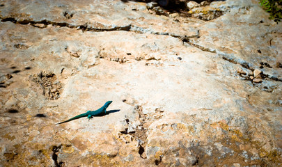 Blue lizard on formentera island