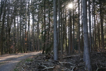 Sonne im Wald