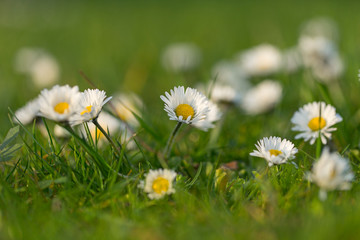 Fototapeta premium Wild flower Common daisy (Bellis perennis) on the meadow in spring, selective focus
