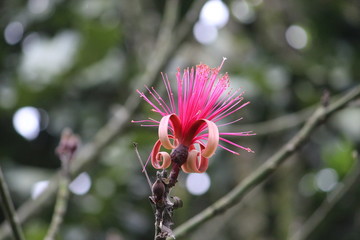 Naturaleza
