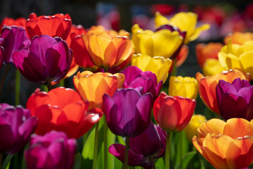 Obraz premium Colorful Tulips Closeup