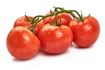 Tomato branch. Ripe fresh tomatoes with drops, close-up, isolated on white background