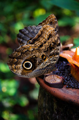 Mariposa (butterfly)