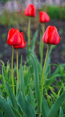 Fototapeta premium tulip red flower