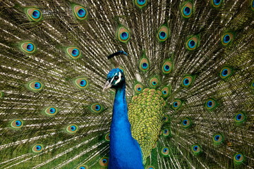 Fototapeta premium Peacock 3