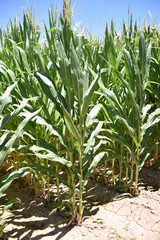 Arizona corn field