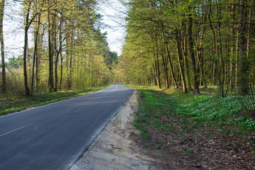 Fototapeta na wymiar Asphalt road through a blooming forest
