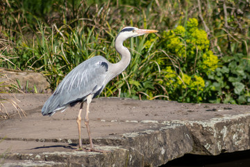 Imposanter Graureiher setzt zum Flug an und fliegt elegant durch die Lüfte davon