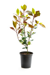 Photinia plant in black pot isolated on white. Ready for planting.