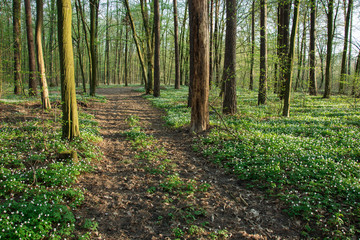 Road through a blooming green forest