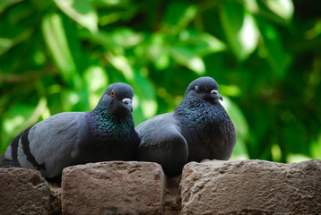couples of pigeon in the park, Indian Wildlife