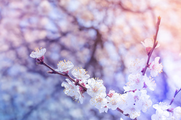 fruit tree flowers spring / spring flowering fruit trees