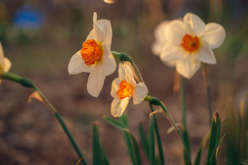 Daffodil flowers in the Spring