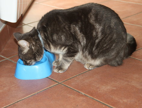 le chat &agrave; soif