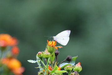 Naturaleza