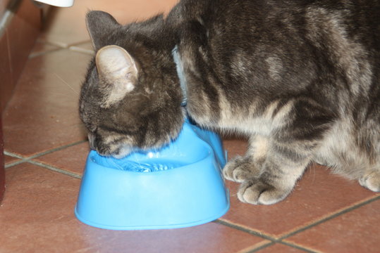 le chat &agrave; soif