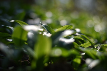 Fototapeta na wymiar Bärlauch (Allium ursinum) im Wald