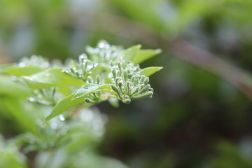 Naturaleza