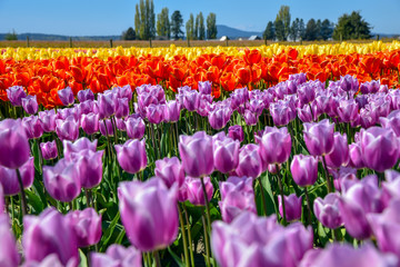 Colorful Tulip Flower Field