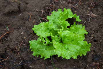 Lettuce in a home vegetable garden