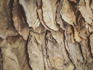 Dried leaves (Teak leaves) wall background. Selective focus.