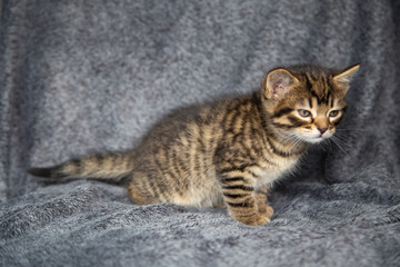 Chaton