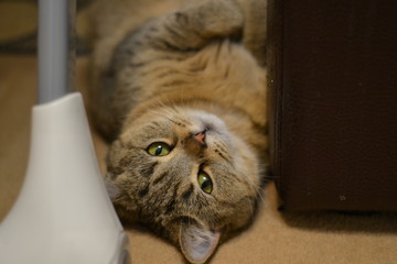 Говорят, что домашние животных- есть наше отражение. Они такие милые, а значит у нас не всё так плохо