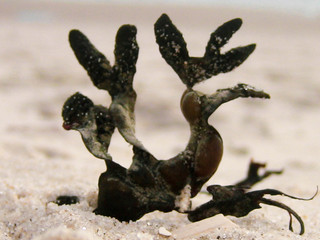 Fototapeta premium Seaweed Creature