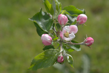 pommier en fleurs au printemps 