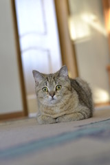 Охотники от природы, оказавшись прирученными людьми, вынуждены охотиться на своих кормильцев