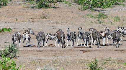 Fototapeta na wymiar zebras in dry riverbed of river Singwedzi,Kruger,South Africa