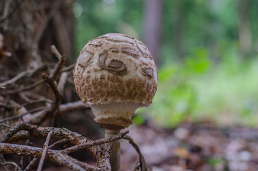 parasol pilz detail
