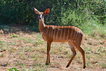 female nyala antelope,northern part of Czech republic