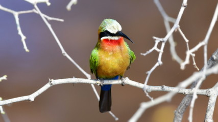 white fronted bee eater,Kruger national park,South Africa