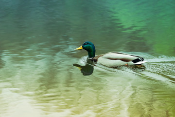Obraz premium Mallard floating on a pond with green water..