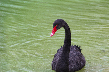 Beautiful Black Swan floats on the Lake