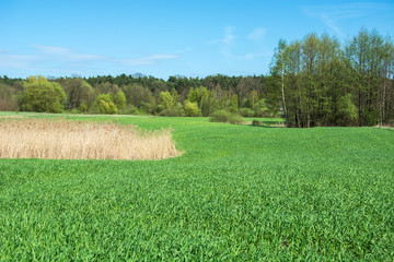 Obraz premium Dry grass on a large green field, forest and blue sky