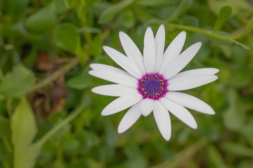 Obraz premium White flower with purple stamens in the center