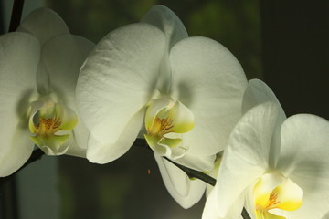 flowers, orchids, white
