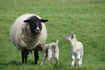 Obraz premium Cute baby lambs with their mother