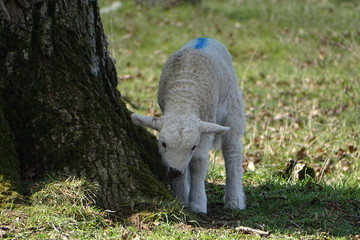 Naklejka na ściany i meble Cute baby lambs