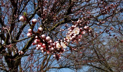 a tree covered with white flowers in the springtime