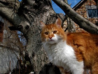 red cat sits on a tree and looks with big ginger eyes