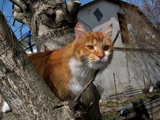 red cat sits on a tree and looks with big ginger eyes