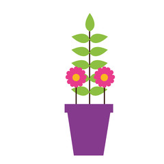 potted flower decoration