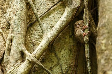 Spectral Tarsier, Tarsius spectrum, portrait of rare endemic nocturnal mammals, small cute primate in large ficus tree in jungle, Tangkoko National Park, Sulawesi, Indonesia, Asia