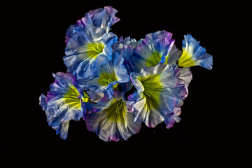 blue flowers isolated on a black  background