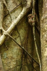 Spectral Tarsier, Tarsius spectrum, portrait of rare endemic nocturnal mammals, small cute primate in large ficus tree in jungle, Tangkoko National Park, Sulawesi, Indonesia, Asia